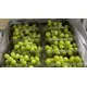 Safe Food Early Superior Grapes - High Quality Fresh Fruits Tijarahub