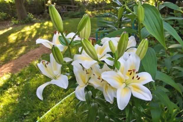 Cream & White Lily | With Regard To White Lili Garden Flowers (Gallery 1 of 25)