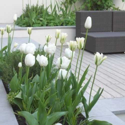 Modern White Garden Flowers (Photo 2 of 25)
