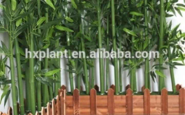 Outdoor Bamboo Plants