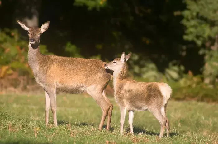 Tims Ford State Park Deer