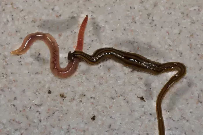 ground worm vs hammerhead worm