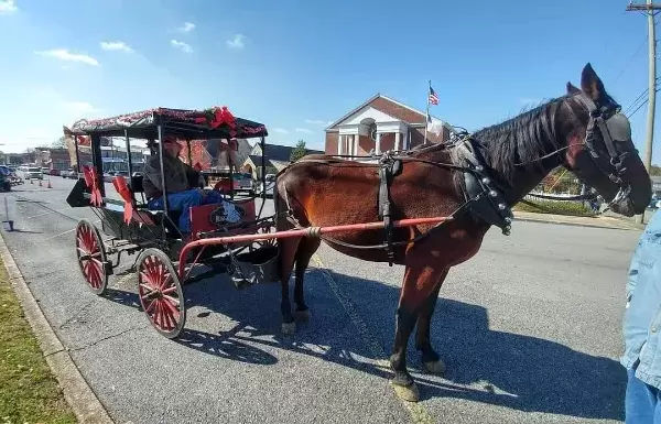 Woody's Horse Drawn Carriage Rides in Lynchburg TN