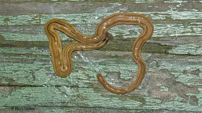 Hammerhead Worm -- grows up to 12 " long