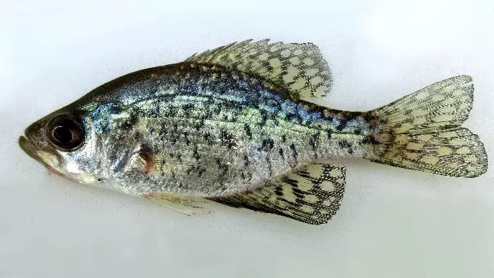 Tims Ford Lake Crappie