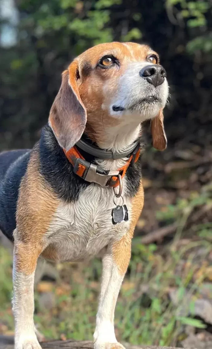 Buddy the Beagle - Lynchburg TN