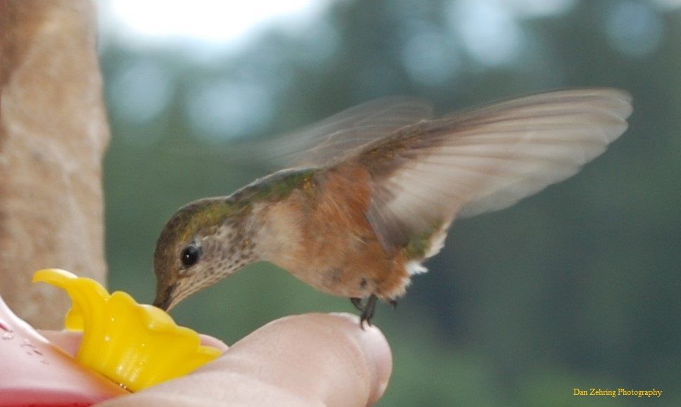 Tims Ford Lake Hummingbird