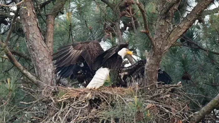 Bald Eagles by Tims Ford Lake