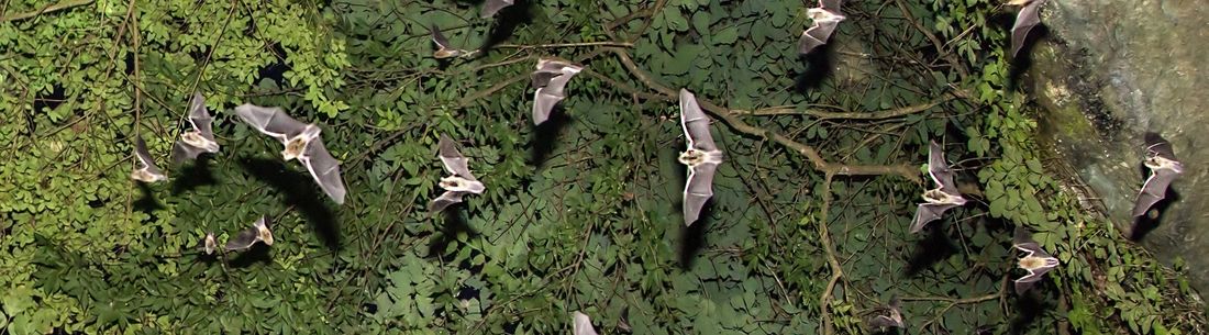 Pennington Cave - gray bats