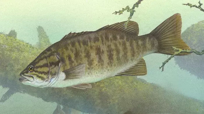 Black bass on Tims Ford Lake