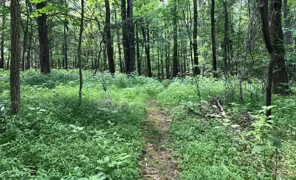 Spann House Trail hiking path - Tims Ford State Park