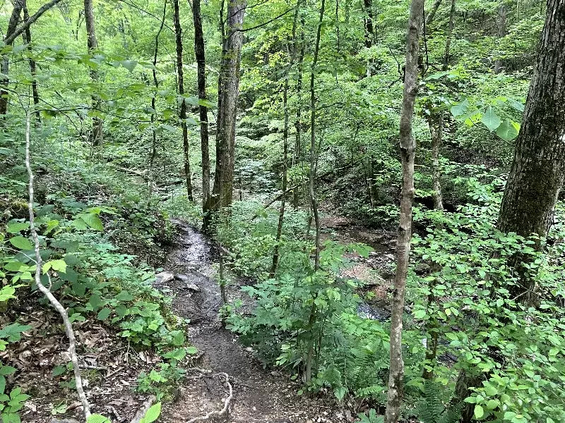 Short Springs Natural Area in Tullahoma TN for hiking