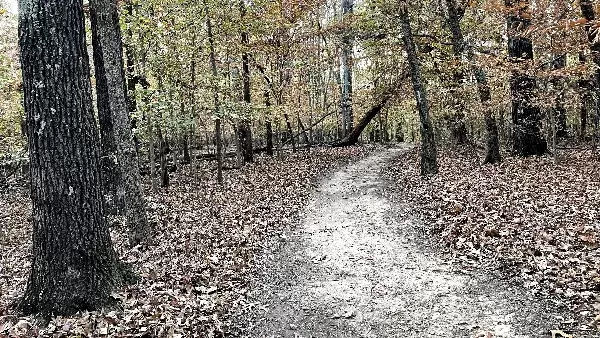 The winding paths of Boiling Fork Trail next to Fairview Devil's Step Campground