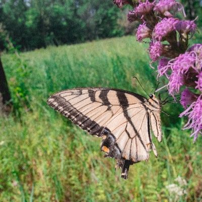 May Prairie State Natural Area