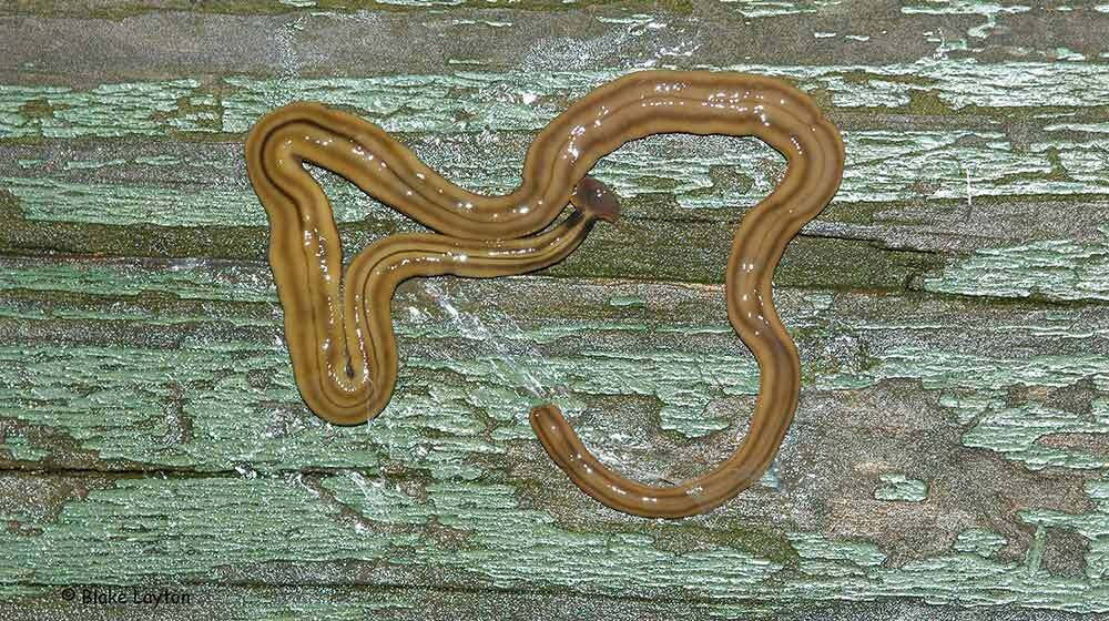 Alien Worms Have Invaded Tennessee:  Unmasking the Hammerhead Worm Invasion