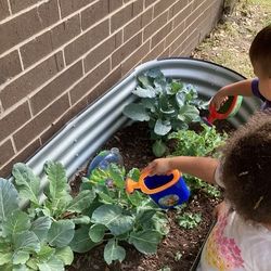 growingourveggiegarden.jpeg