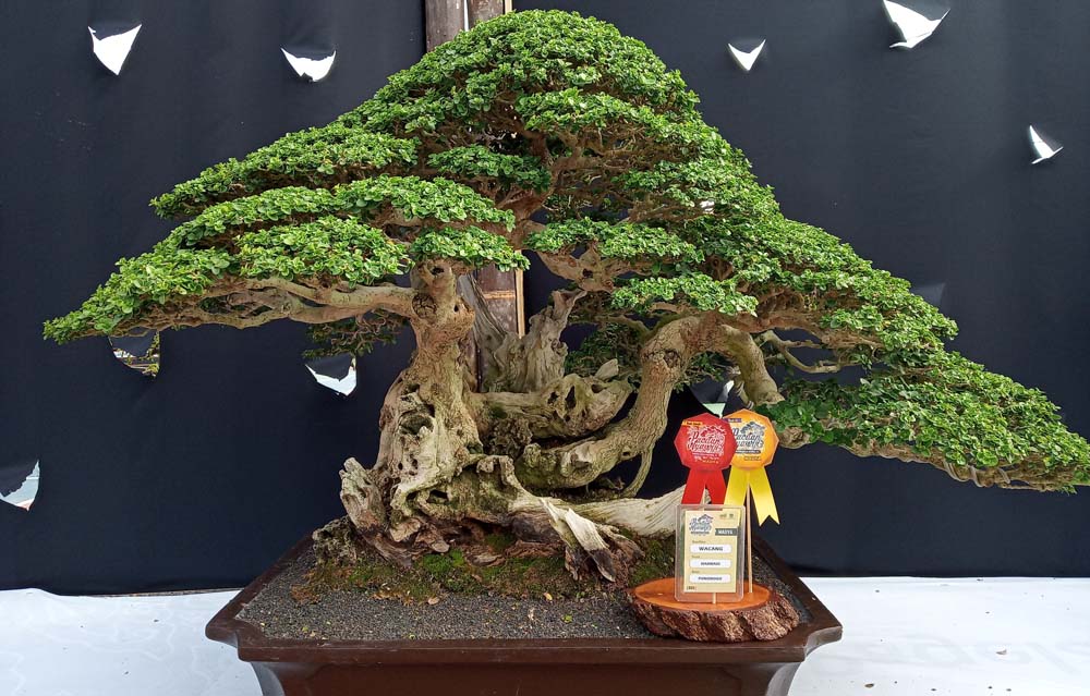 Bonsai arabika juara