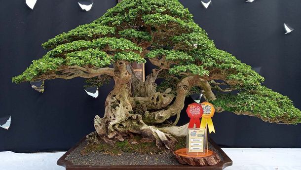 Wahong Dan Legondi Bonsai Cantik Khas Pacitan