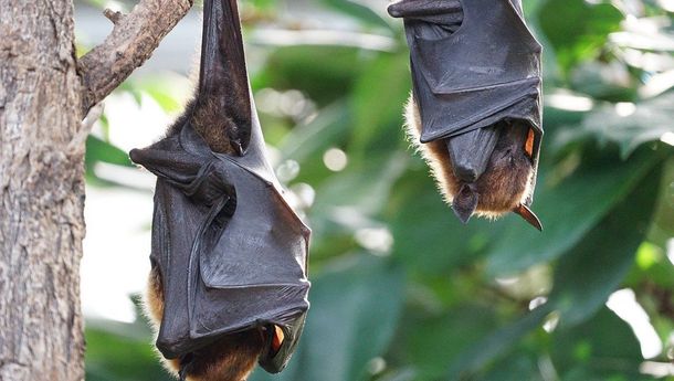 Mari Waspada, COVID-19 Belum Berlalu, India Kini Diserang Virus Nipah