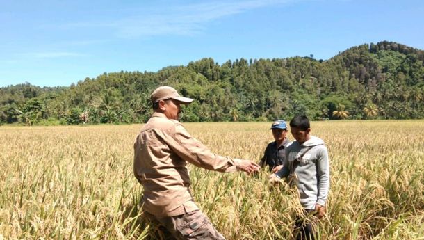 Nasib Jadi Thl Penyuluh Pertanian Di Payakumbuh Gaji Di Bawah Ump Nasib Jadi Thl Penyuluh Pertanian Di Payakumbuh Gaji Di Bawah Ump