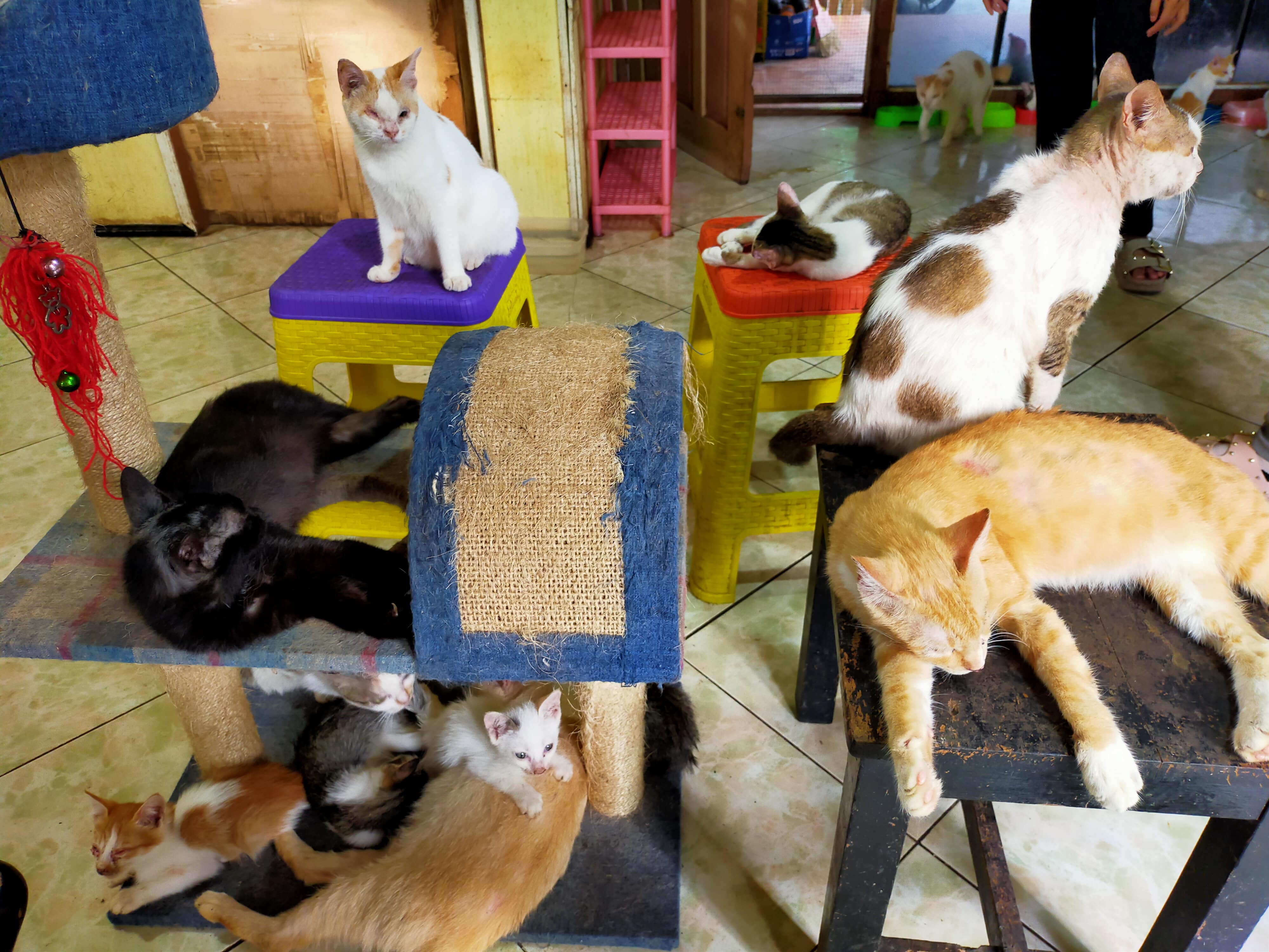 Mengunjungi Cat Shelter Banjarmasin, Kala Kucing Telantar 