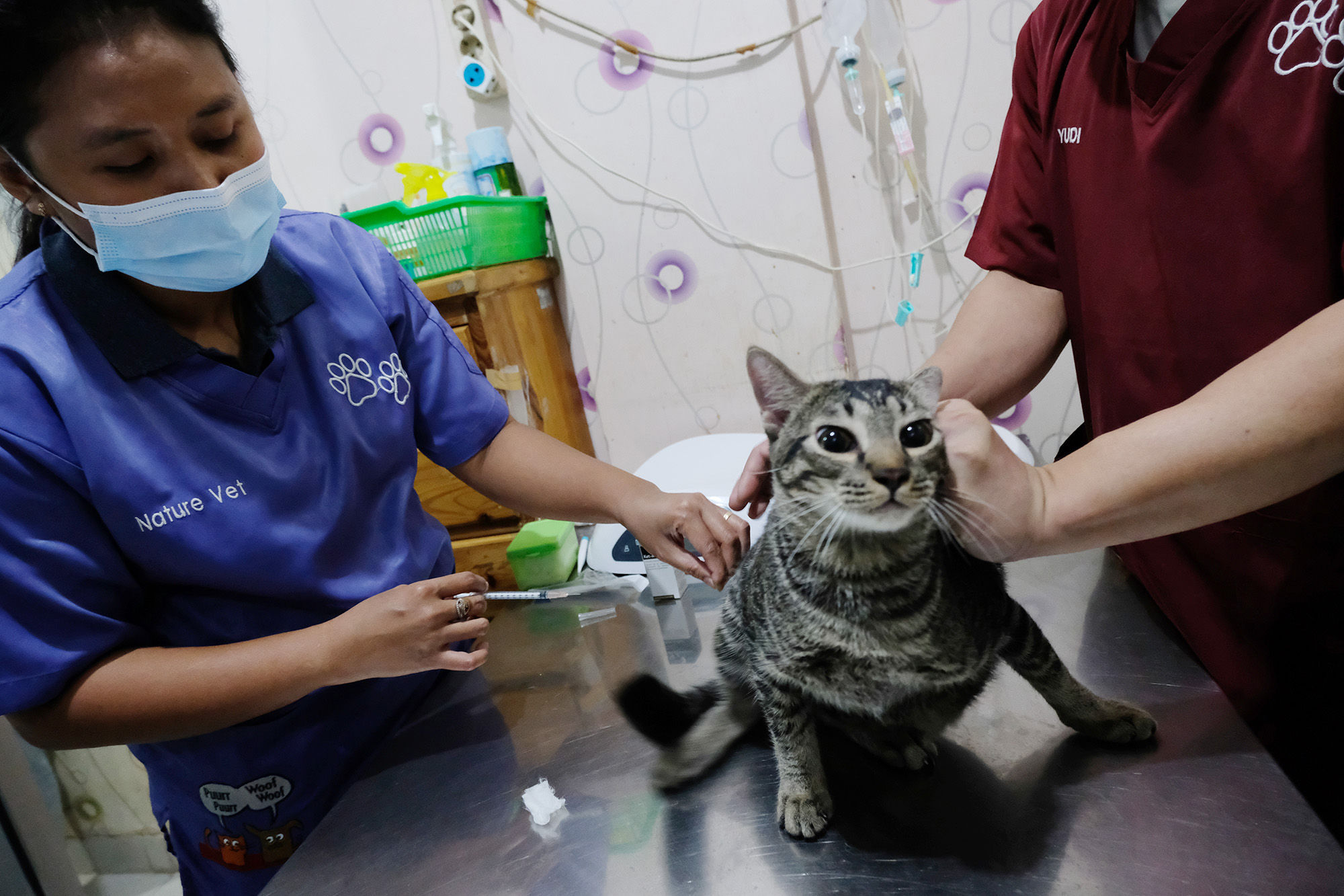 Sterilisasi Dan Vaksin Kucing Gratis Sambut Hari Rabies Sedunia Trenasia Com