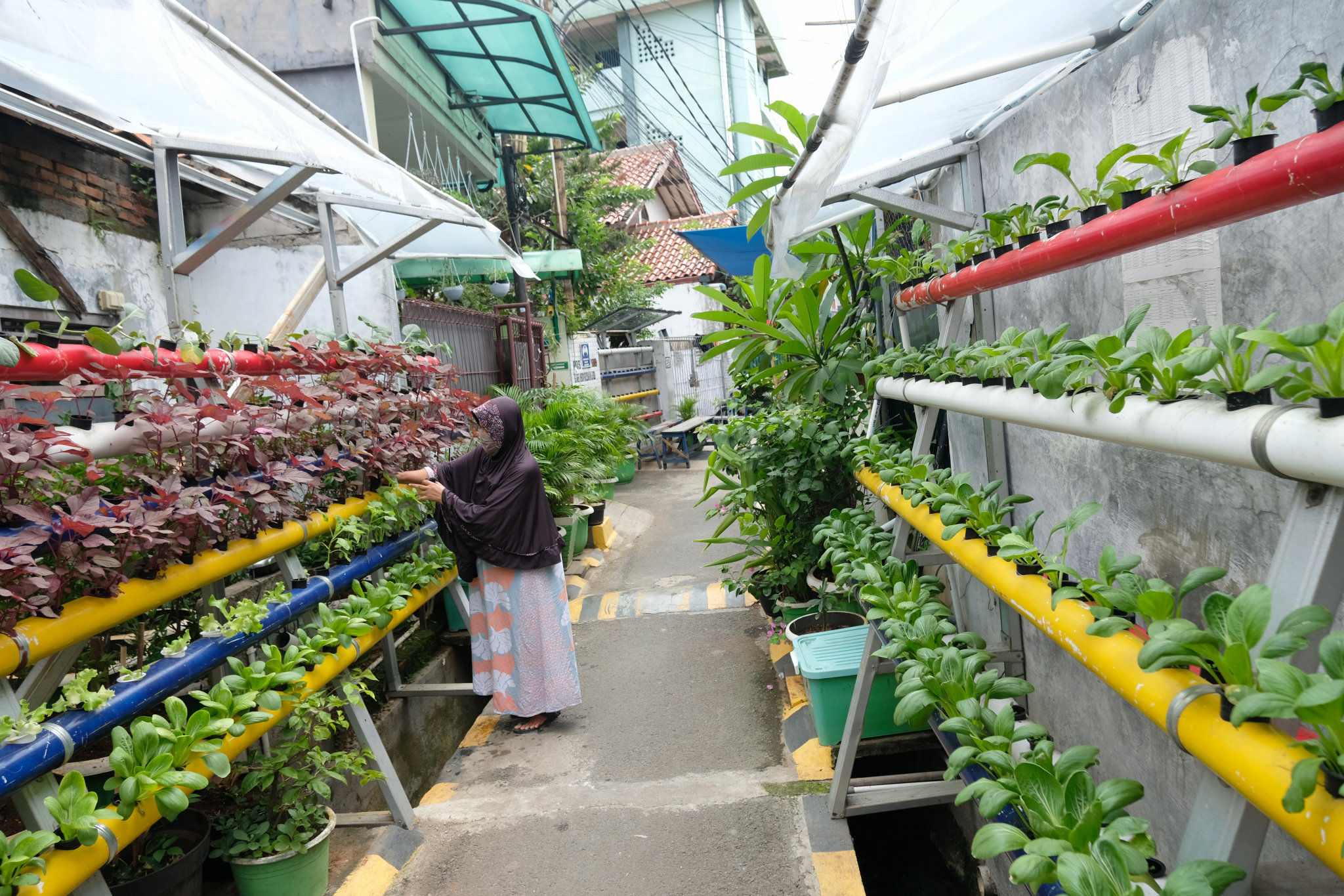 Berkebun di Pekarangan Rumah