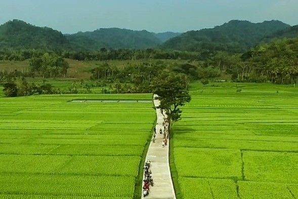 Progo View Pronosutan View, Pesona Hamparan Sawah nan Indah di Kulon Progo ...