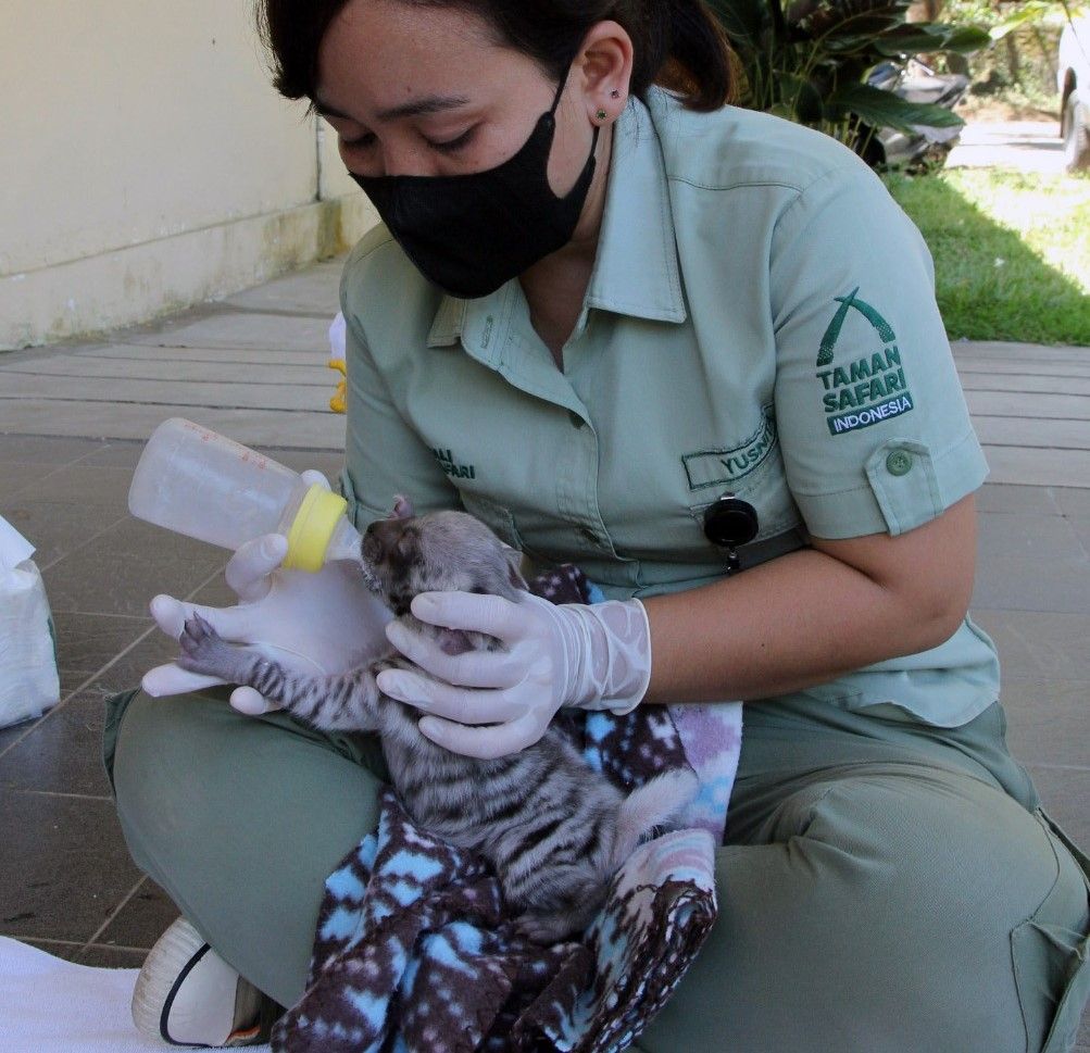 dua-bayi-hyena-lahir-lagi-di-bali-safari