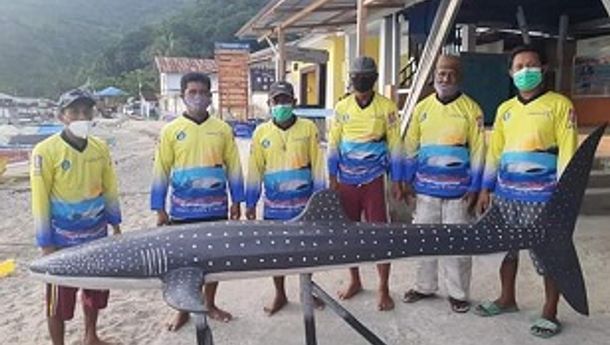Kreasi Keren Pemandu Wisata Hiu Paus di Botuberani Ciptakan Miniatur Hius Paus