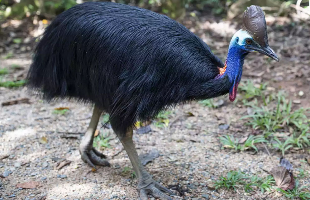 7700 Gambar Burung Kasuari Terbaik