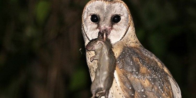 Hantu burung Jenis Burung