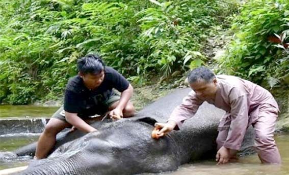 Dosen UGM Terlibat dalam Upaya Konservasi Gajah Sumatera
