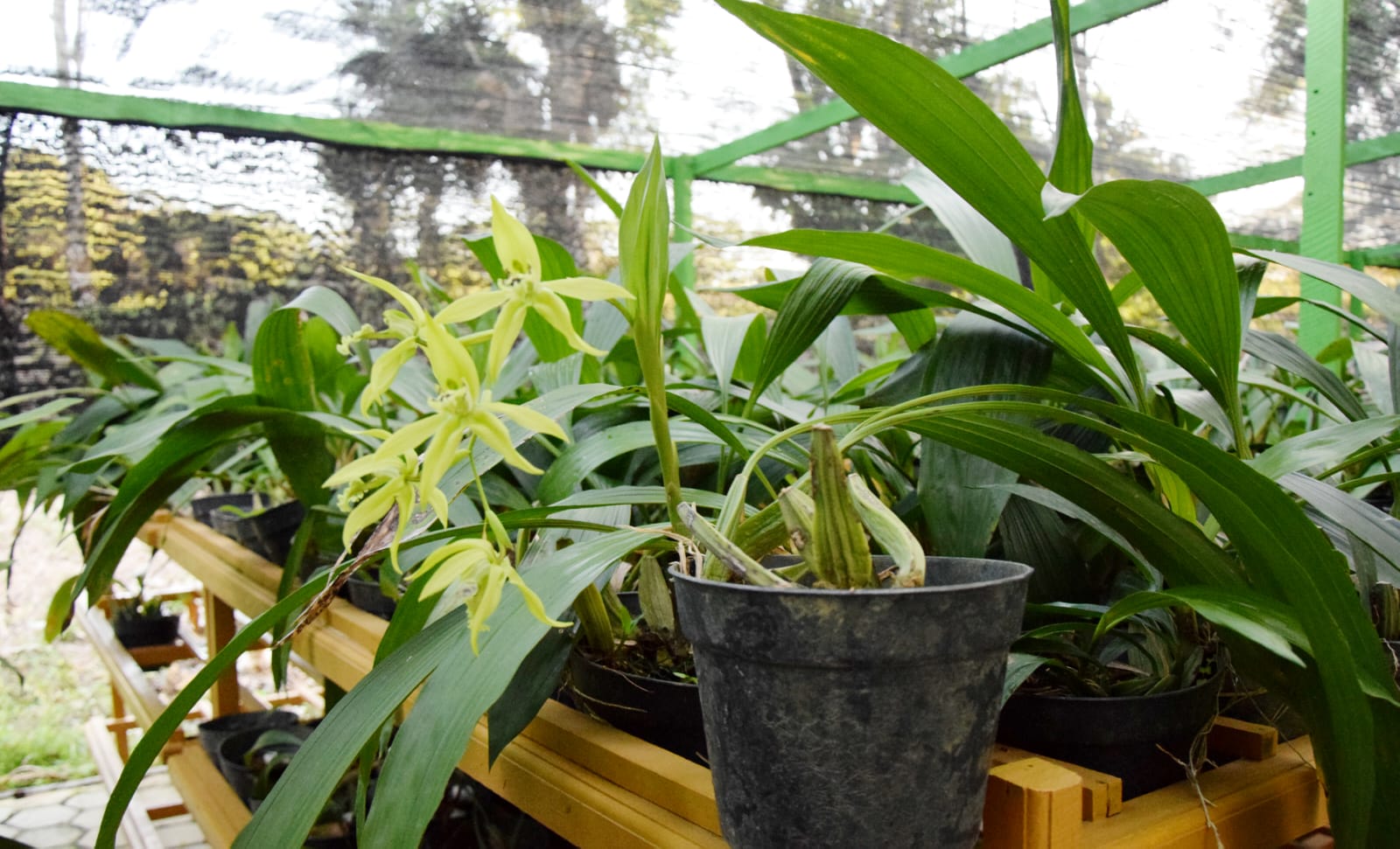 Terancam Punah, 4 Tanaman Endemik ini Perlu Upaya Penyelamatan