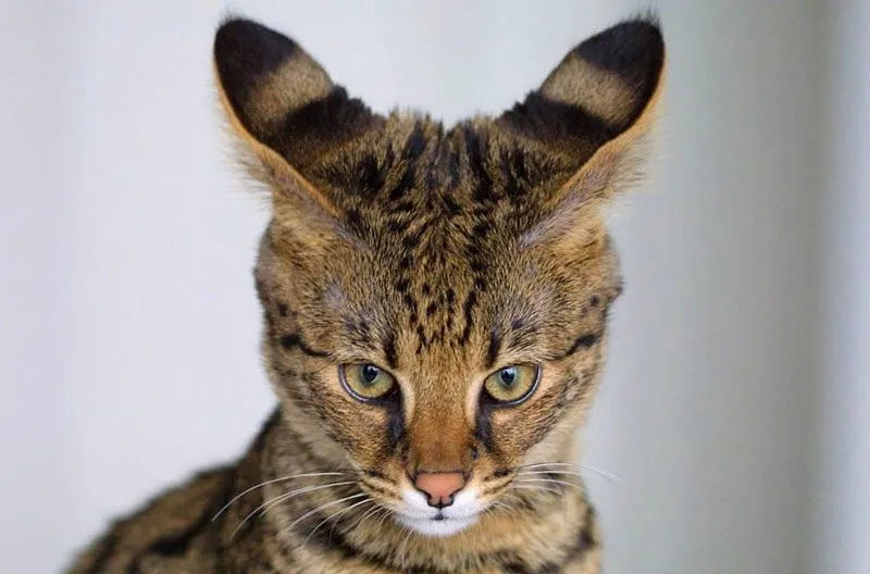 Kucing ashera