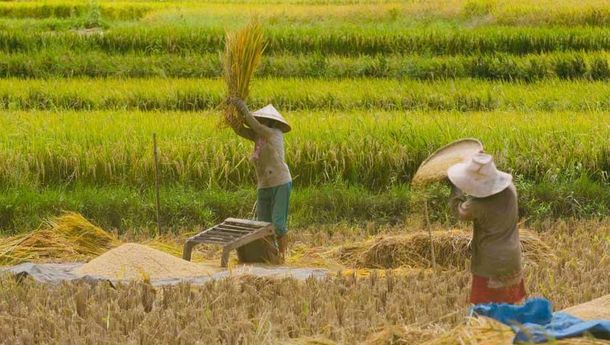 Kementan Ajak Generasi Milenial Jadi Petani