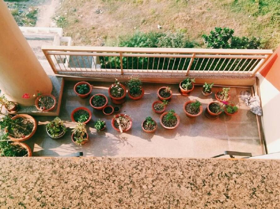 terrace vegetable garden ideas india