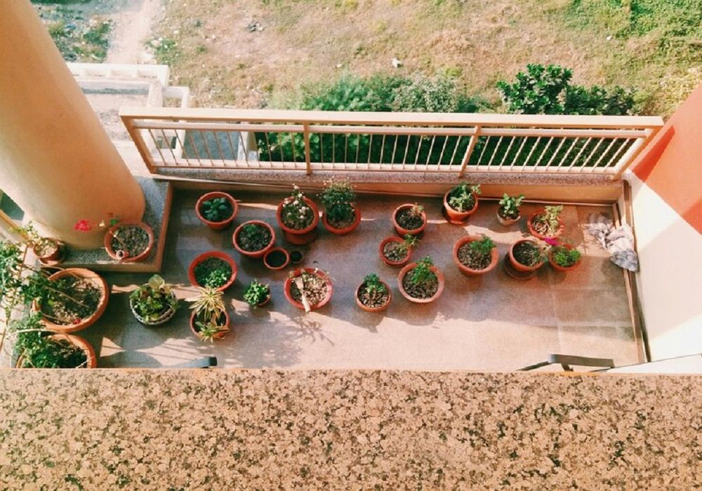 terrace vegetable garden ideas india