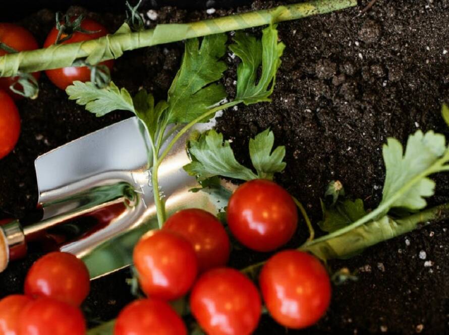 easy to grow vegetables at home in india