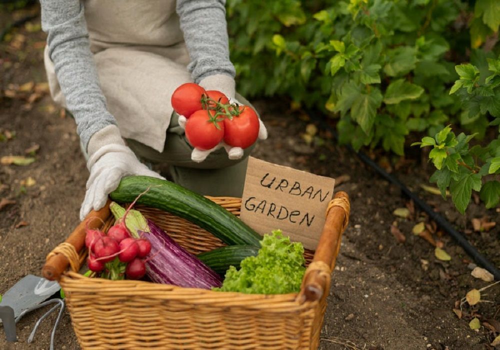 vegetable garden plants