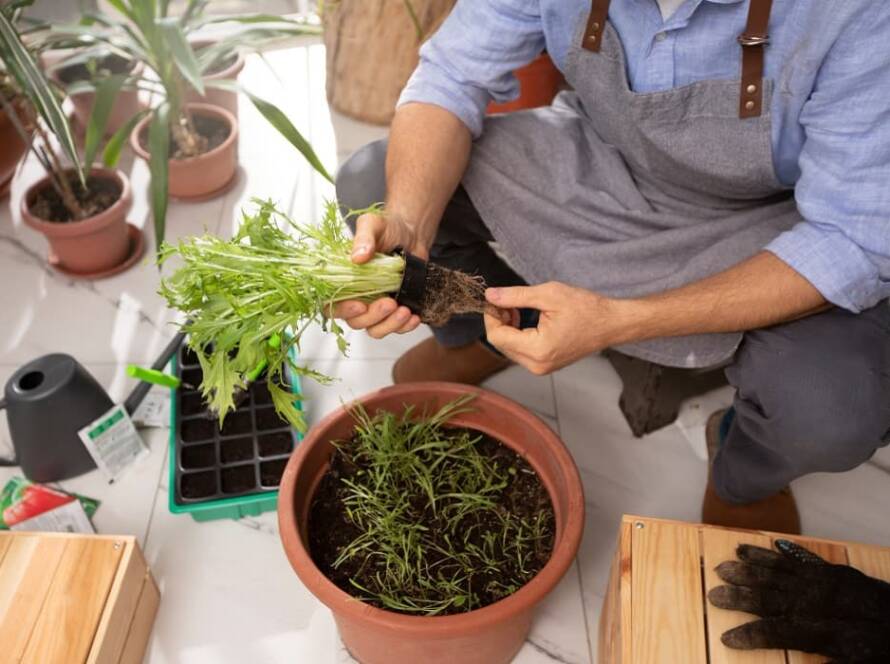 home gardening tips for beginners
