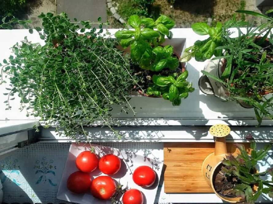 fastest growing vegetables at home in india