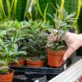 Home Gardening Tips for Beginners to Enjoy Fresh and Organic Harvests