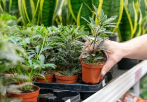 Blog 9 home gardening tips for beginners