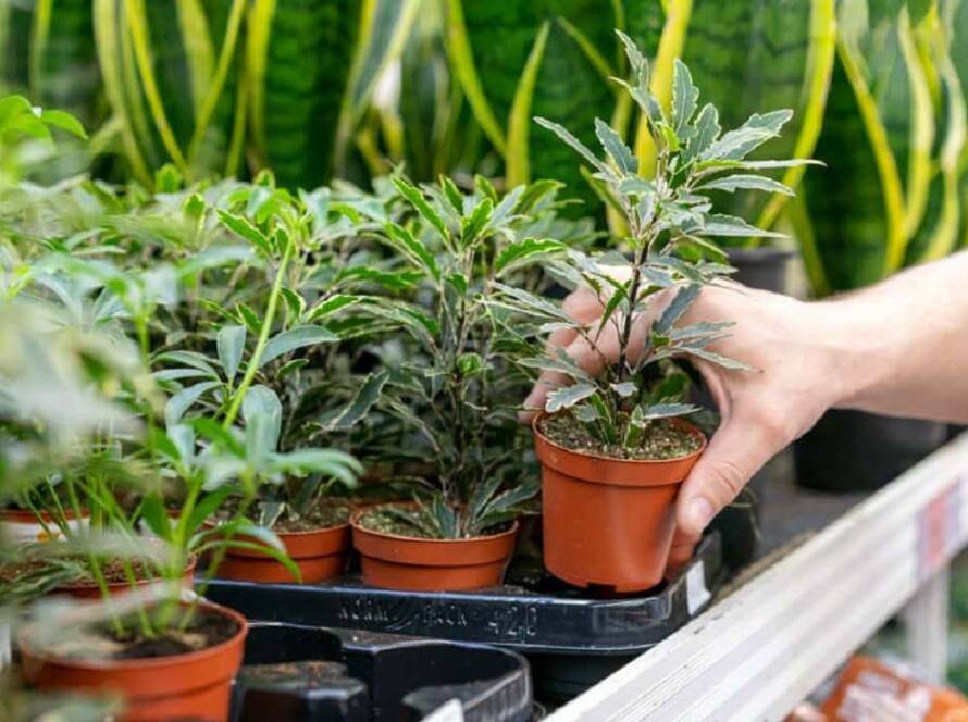 tips for gardening at home