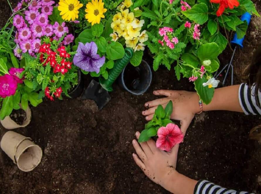 evergreen flowering plants in india