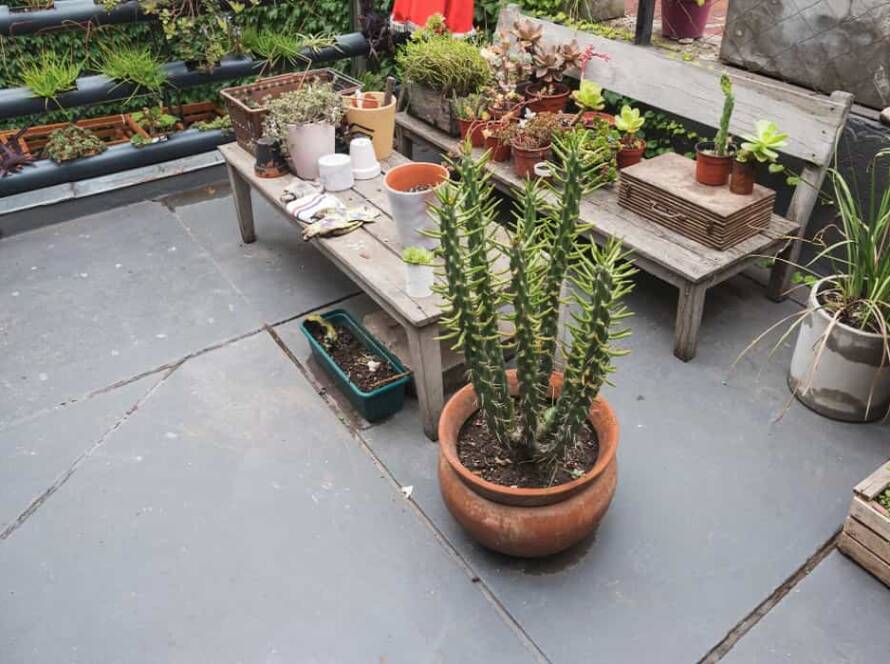 terrace vegetable garden ideas in india