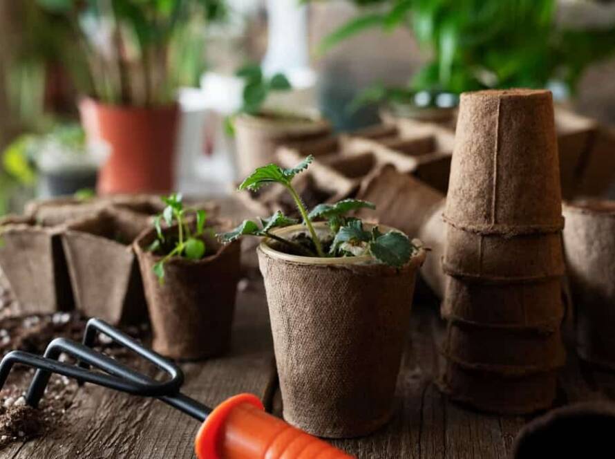 container gardening ideas for small spaces