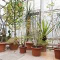 Container Gardening Ideas for Kitchen Gardens in Small Spaces