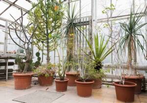 Blog 3 container gardening ideas for small spaces